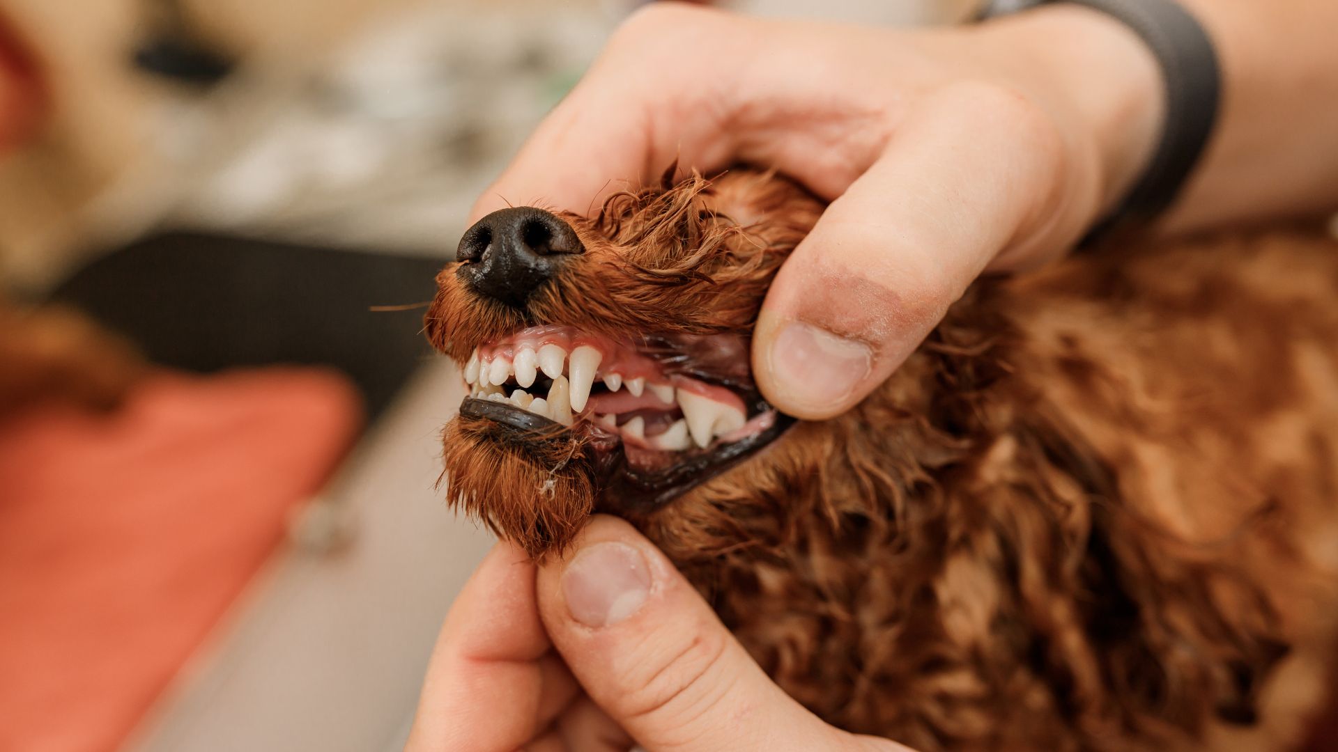 Professional man veterinarian dentist doing procedure of professional teeth cleaning dog in a veterinary clinic pet