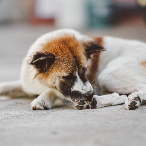 Stray dogs scratch their feet with their mouths caused by fleas