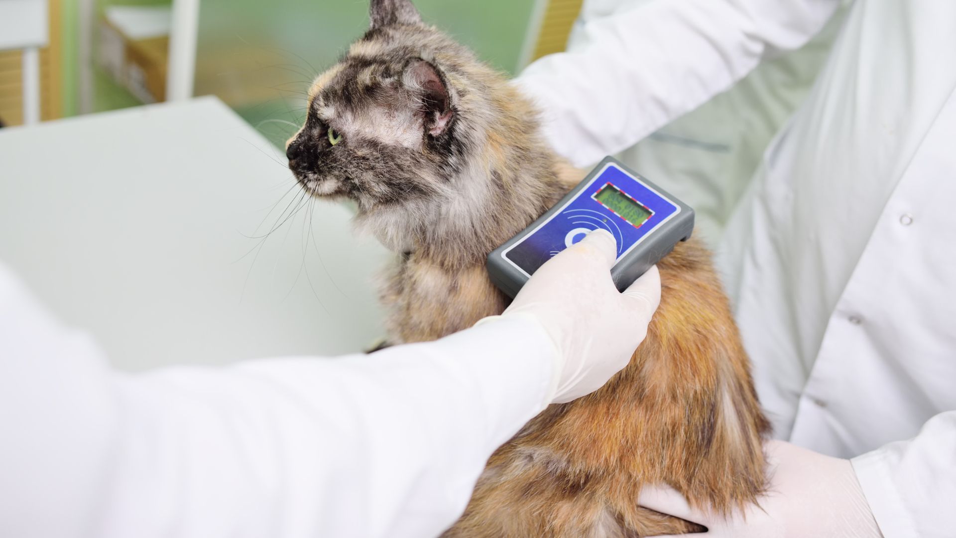 A veterinarian is scanning a cat for a micro chip