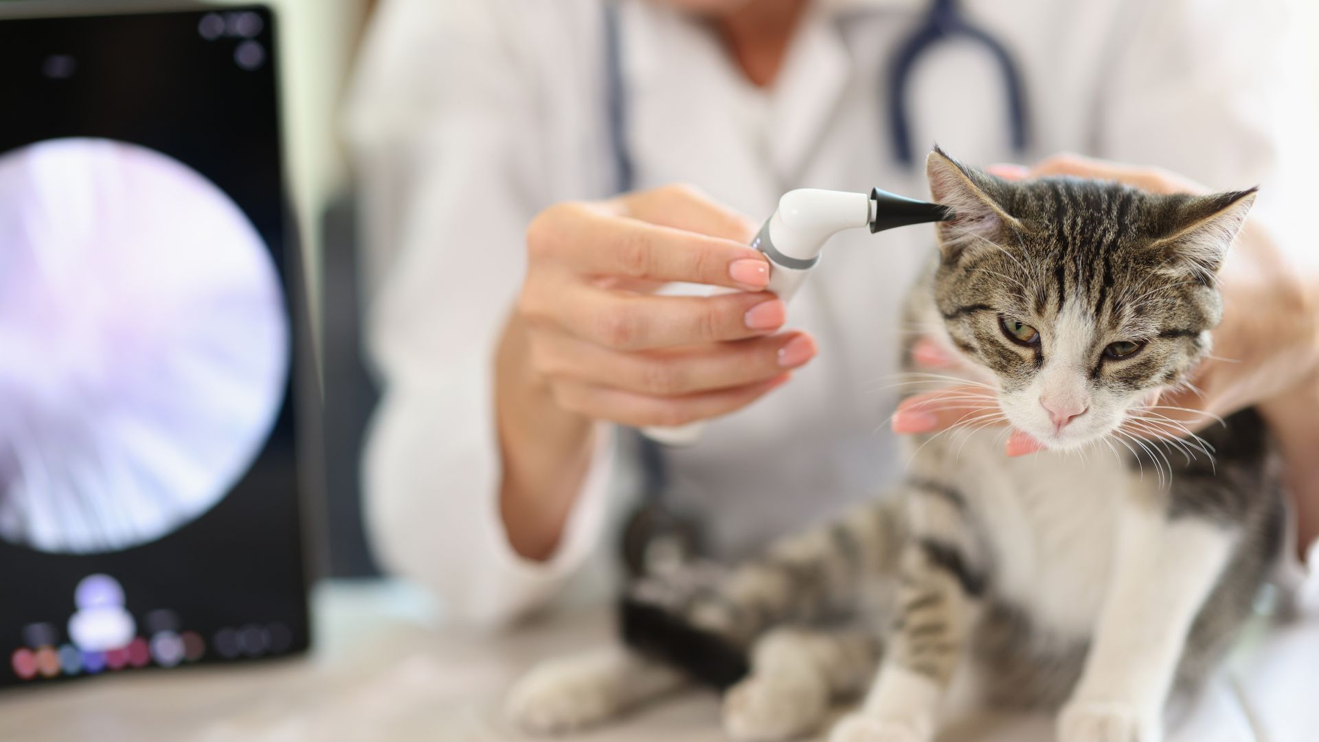 Examination of cat ear in veterinary clinic using an otoscope problems and ear pain in animals