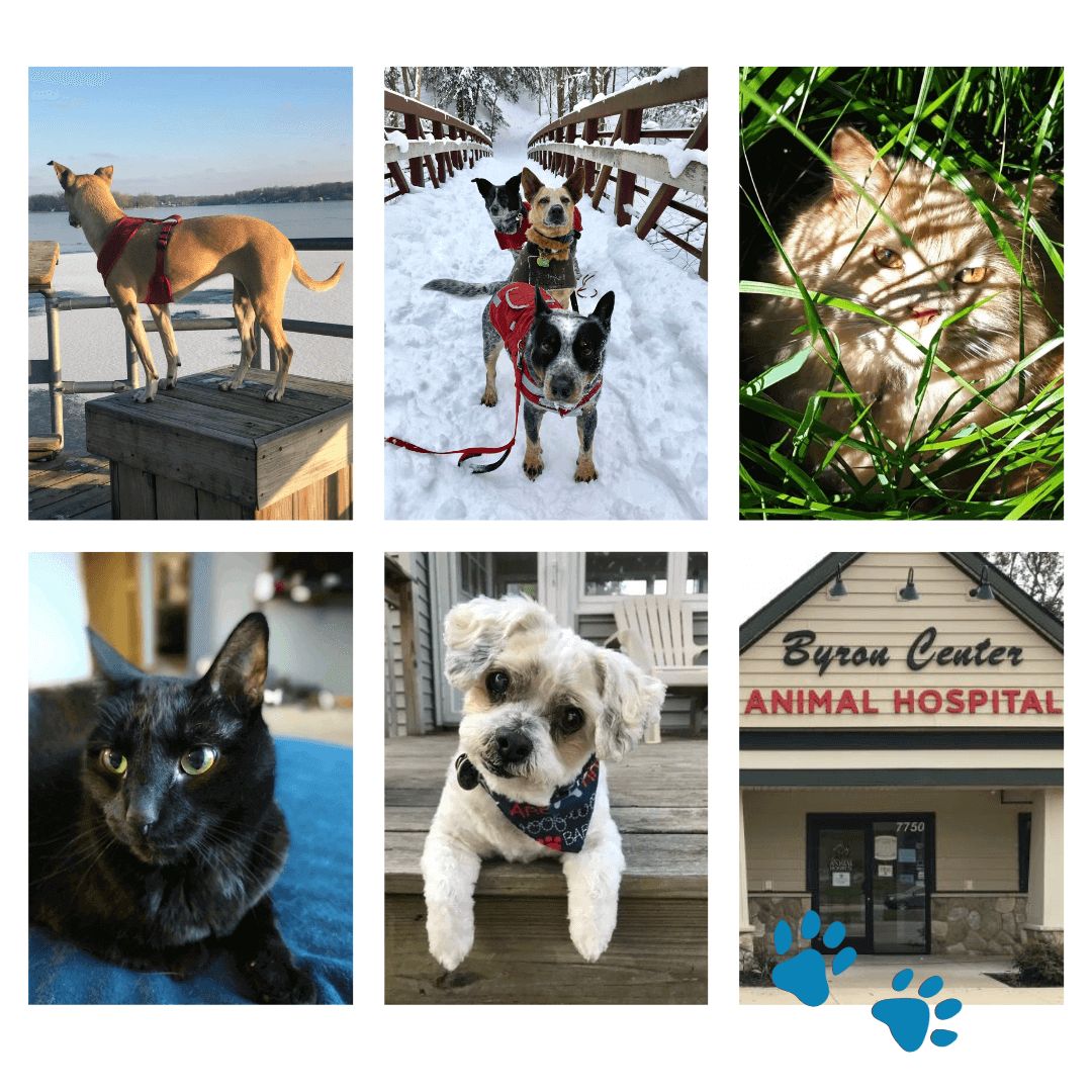 cat-dog-animal-hospital-building-n cat, dog , animal hospital building