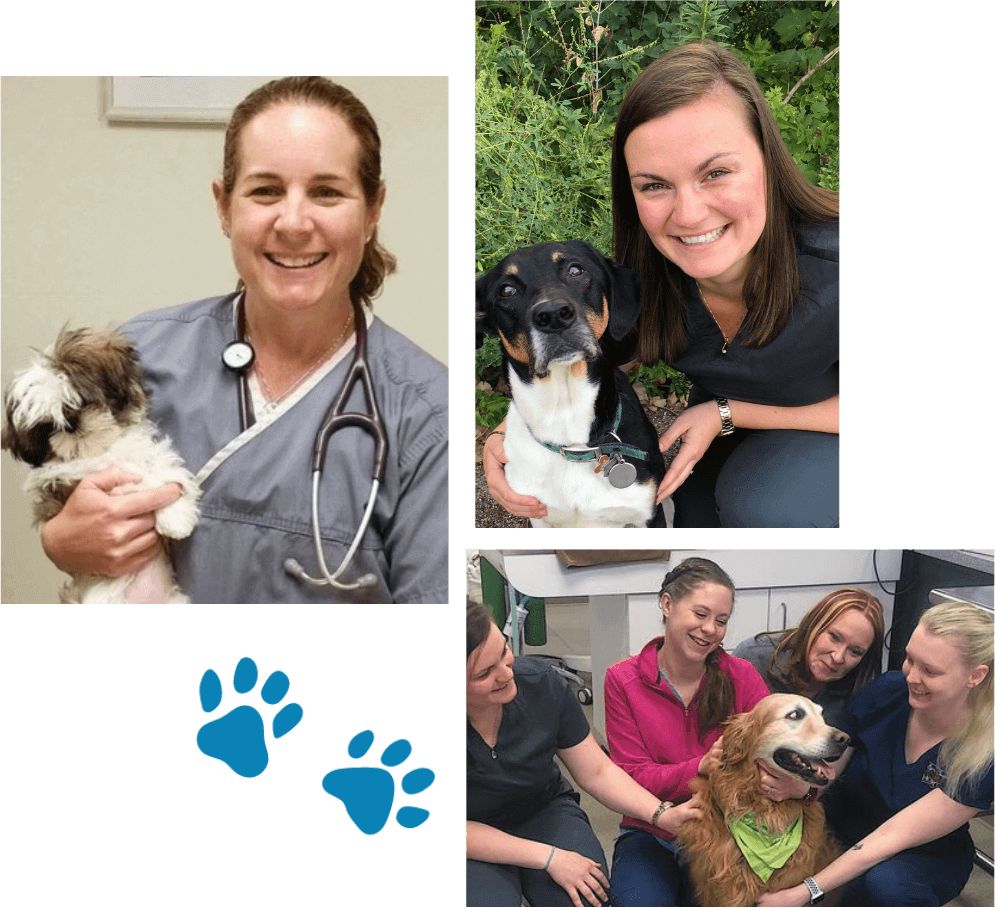 vet-with-dogs vet-with-dogs